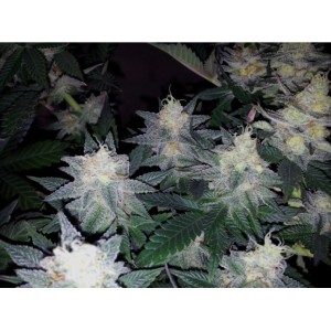 Caramelo. Photo 2 Caramelo. Photo 2